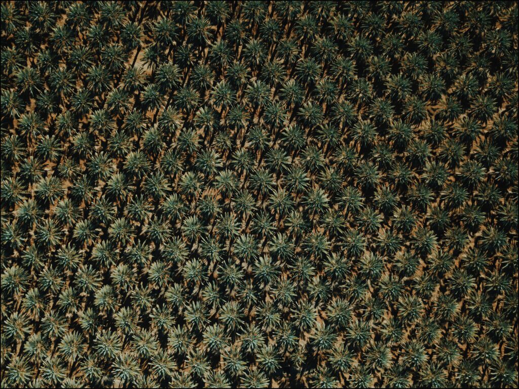 jessi pena 526164 unsplash jpg